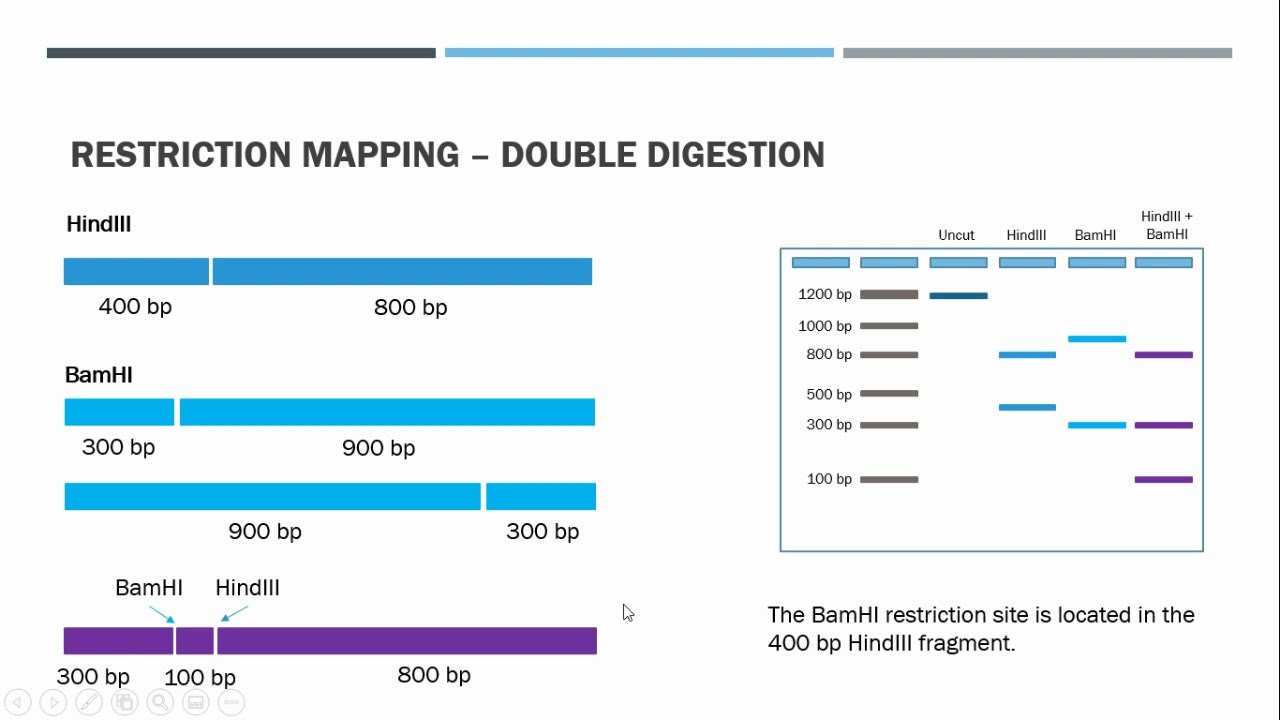 Restriction Mapping