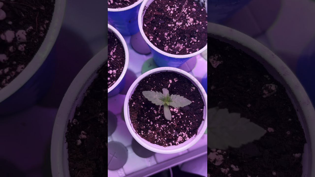 Battle of the Strains: Jelly Breath S1, Blue Dream and Lemon Cherry Gelato Update #2 week 1!! #trend