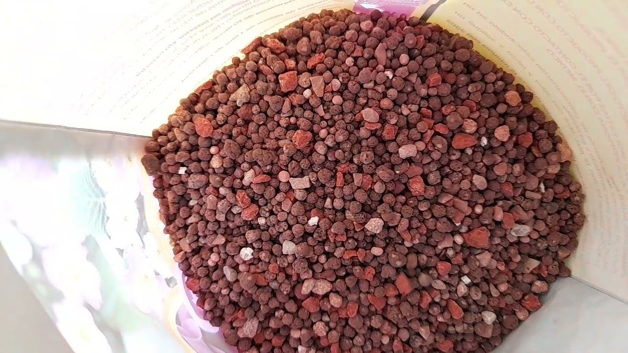 FERTILIZANTE PARA CORONA DE CRISTO | COMO Y CUANDO PONERLO.