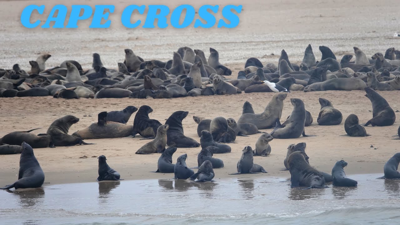 FAMOUS SEAL COLONY | DOLPHINS  | CAPE CROSS DAY CRUISE