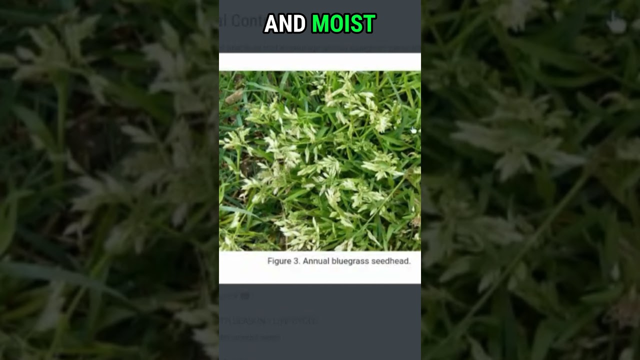 Tackle Winter Weeds: Annual Bluegrass