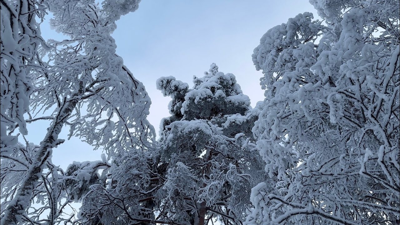 Virtual Walk in Snowy Forest