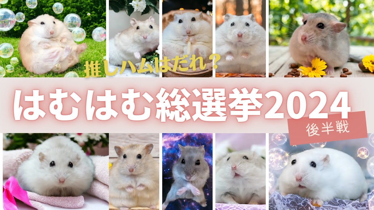 【個性ある面白ろ可愛いハムスター28匹が集結】はむはむ総選挙2024（後半戦）～推しハムは誰！？～ジャンガリアンハムスター