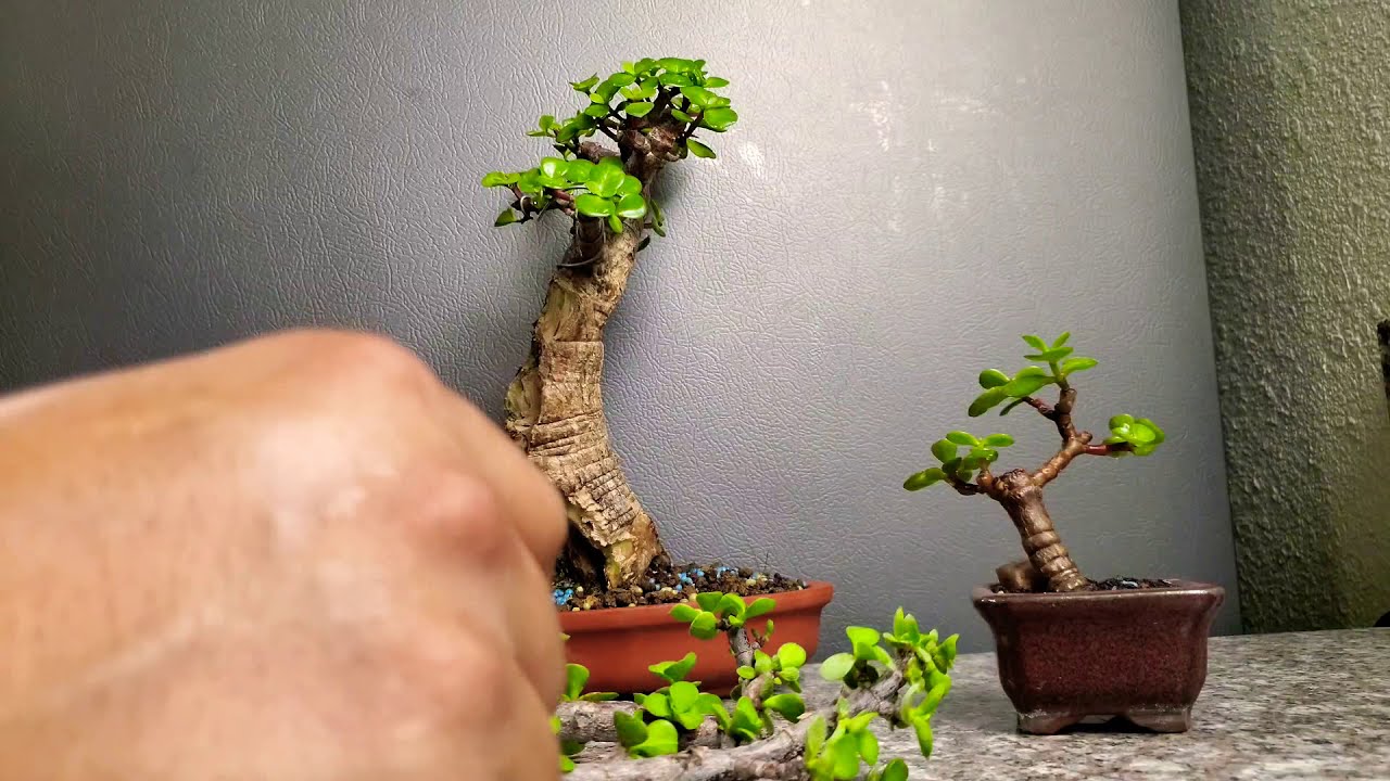Como empezar un bonsai de portulacaria afra desde cero.