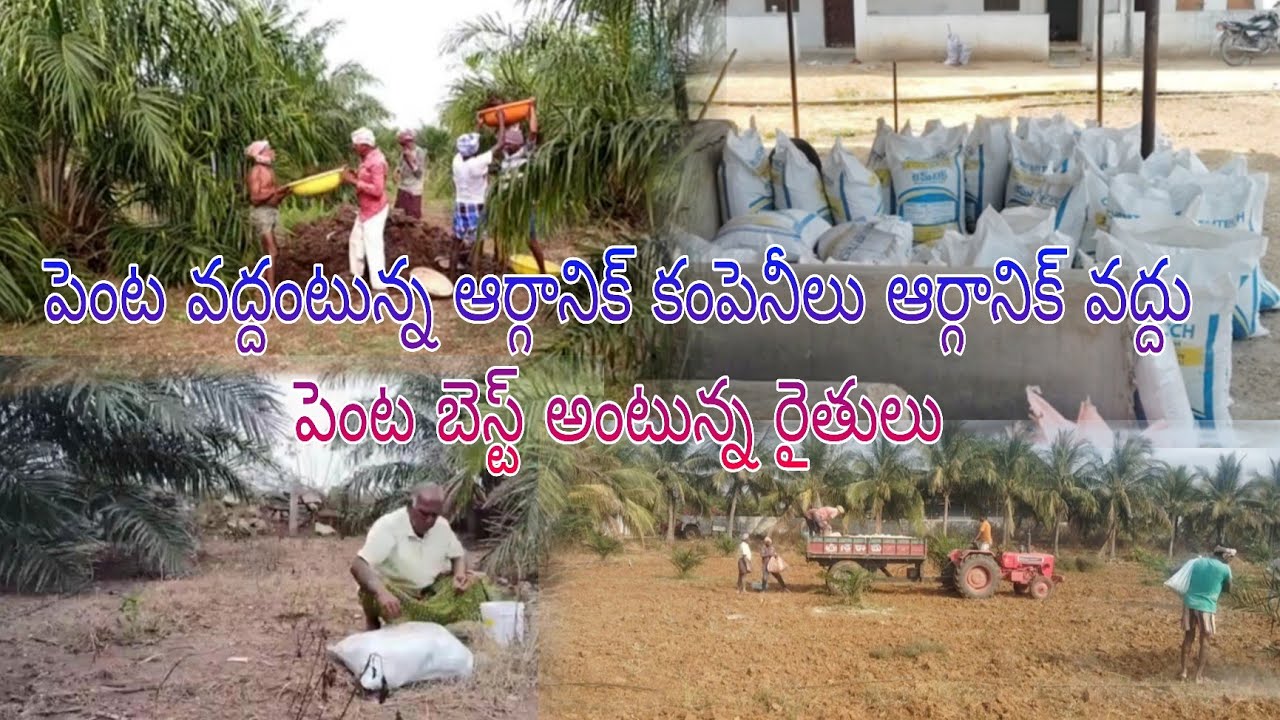 పామ్ఆయిల్ లో ఆర్గానిక్ వాడితే రెండింతలు దిగుబడిని అని రోజుకొక మందు అంట కడుతున్న కంపెనీలు