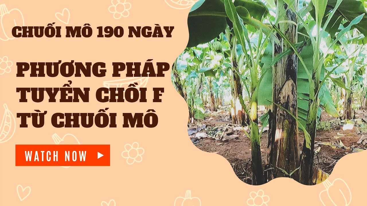 Chuối mô 190 ngày - Phương pháp chọn cây chồi chuối F từ cây chuối mô sau 8 tháng sẽ cho thu hoạch