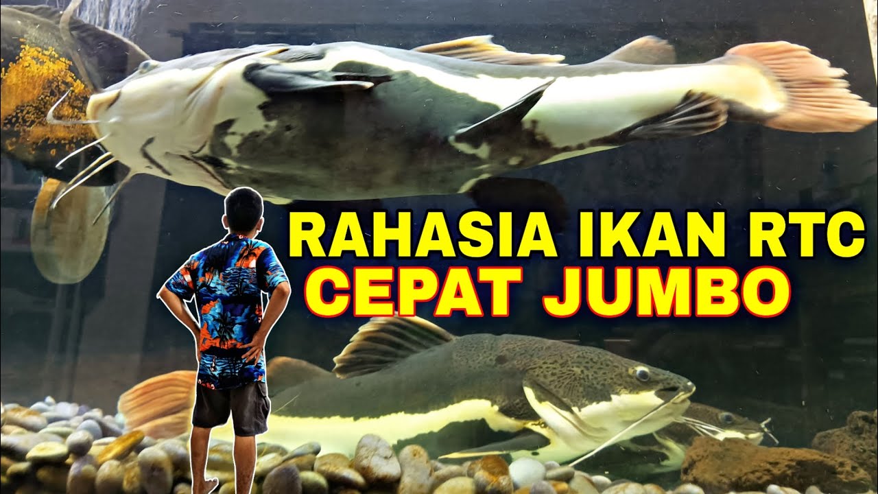 Rahasia Ikan RTC red tail catfish Cepat besar cepat jumbo