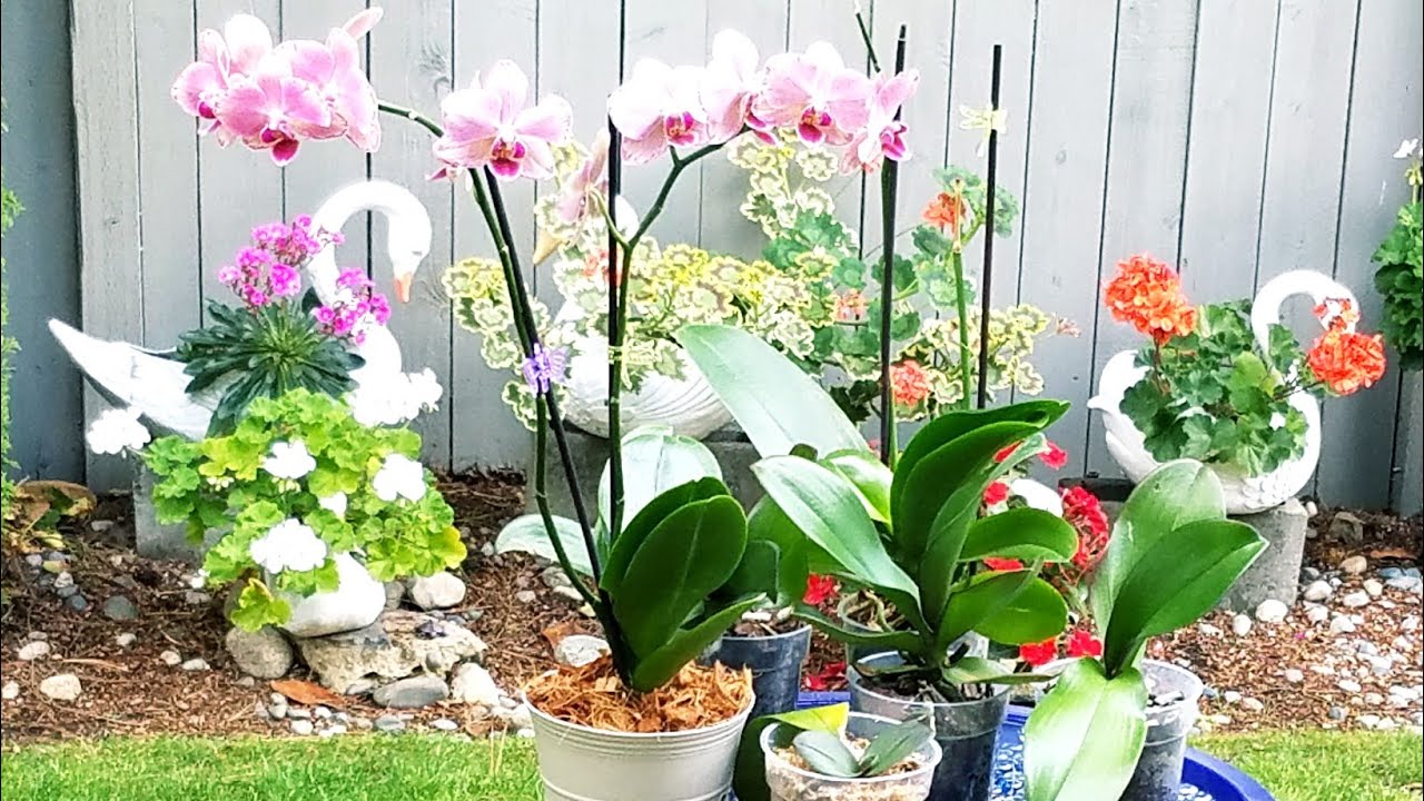 Técnica simple para rescatar orejitas de elefante #Orquídeas en el mundo ║Orquídeas en el mundo