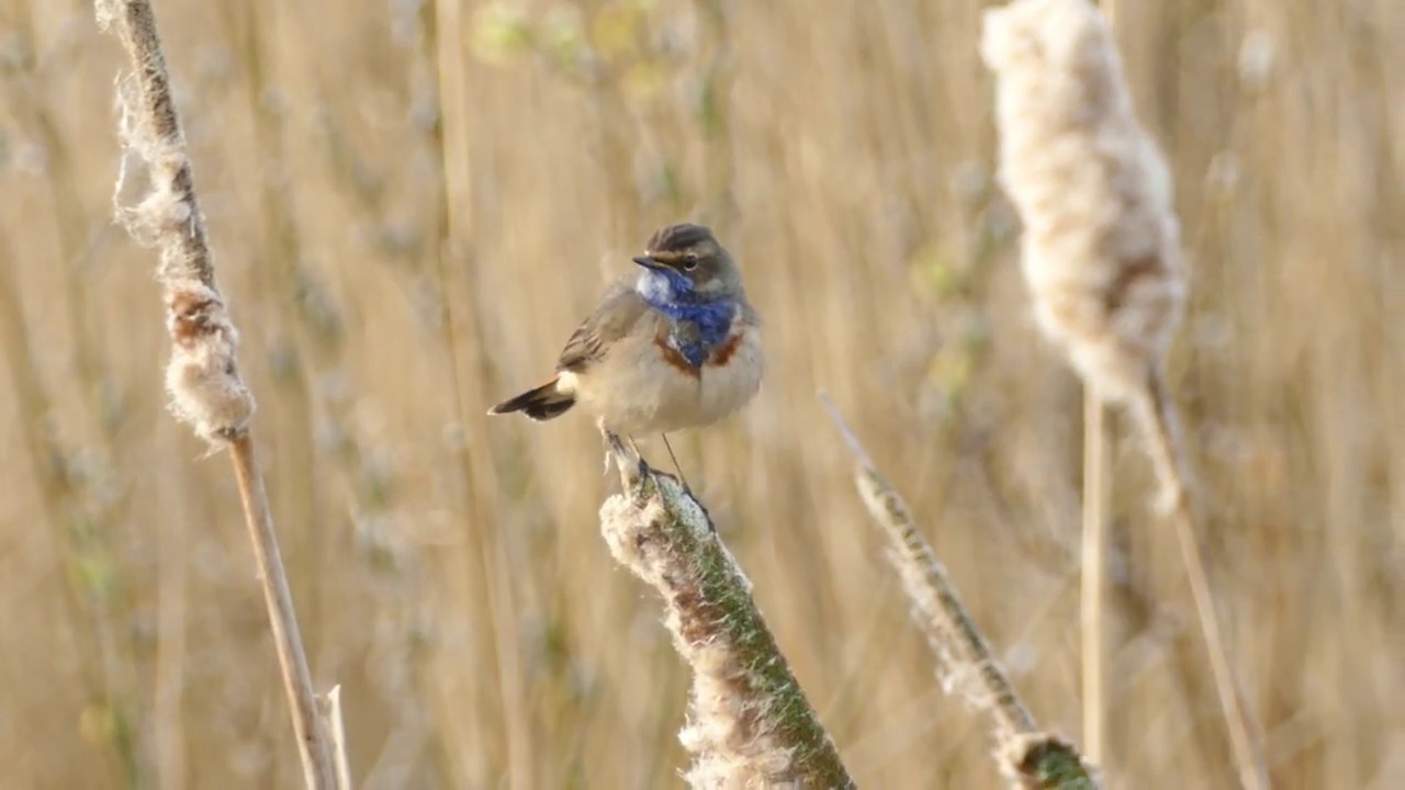 Sydlig Blåhals / White-spotted Bluethroat (Luscinia svecica cyanecula)