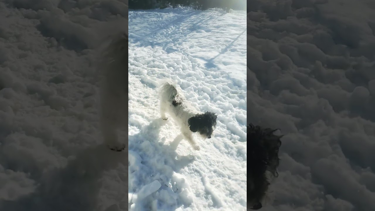Scotty wants to build a snowman.