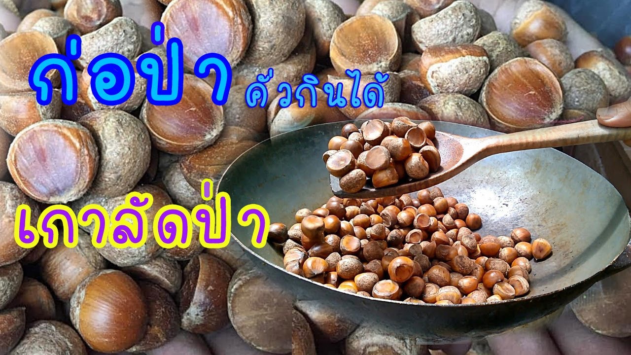 chestnut trees, wild chestnuts | เกาลัด ลูกกอ เกาลัดป่า | วิธีคั่ว กินเล่นอร่อย