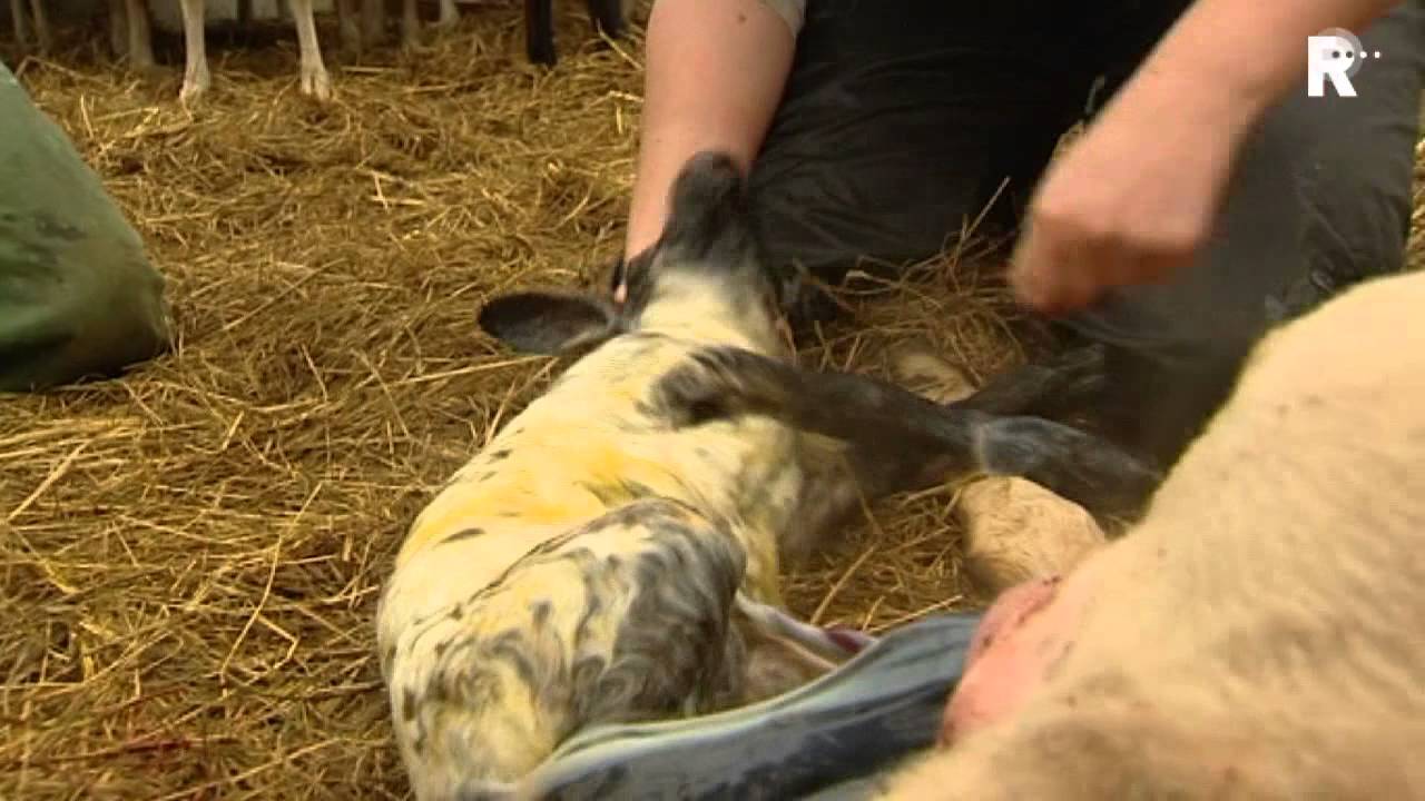 Scholieren helpen schapen lammeren