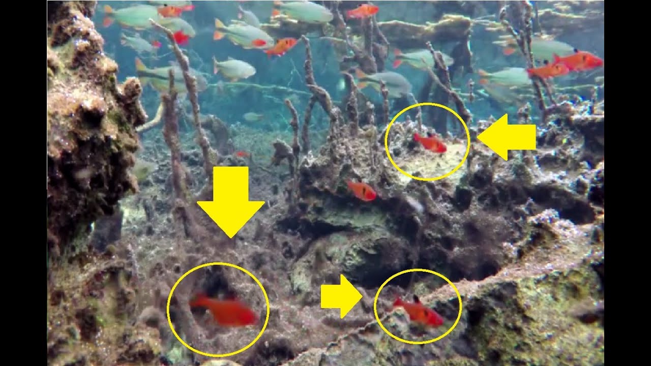 Tetra serpae en su Rio natural de Brasil
