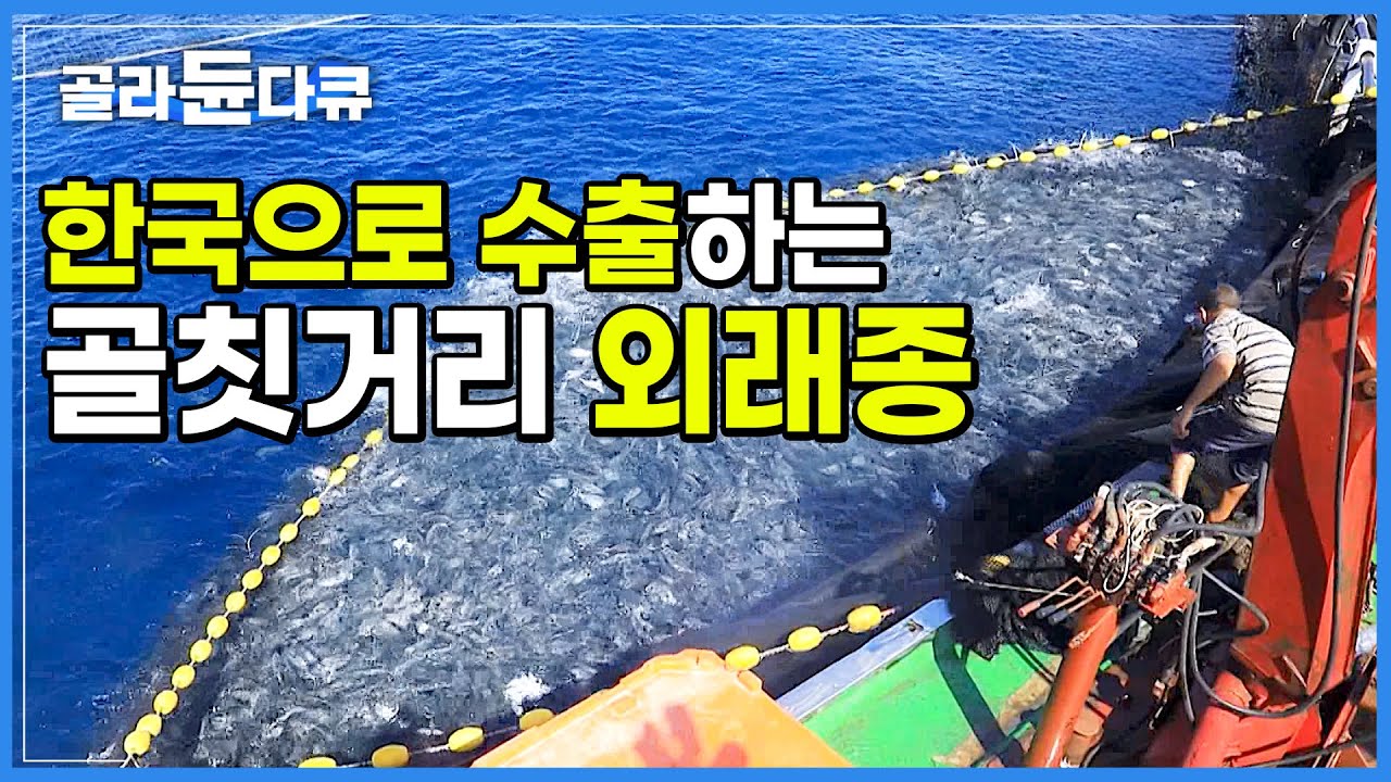 바다를 점령한 골칫거리 포식자가 알고보니 한국에선 인기 해산물?│한국으로 대량 수출하는 외래종│한국은 먹는다! 튀니지의 새로운 수출 효자│튀니지 꽃게잡이│인간과 바다│#골라듄다큐