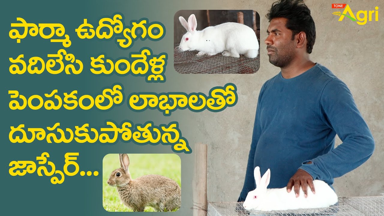 ఫార్మా ఉద్యోగం వదిలేసి కుందేళ్ల పెంపకంలో లాభాలతో దూసుకుపోతున్న జాస్పేర్.. Rabbit Farming | Tone Agri