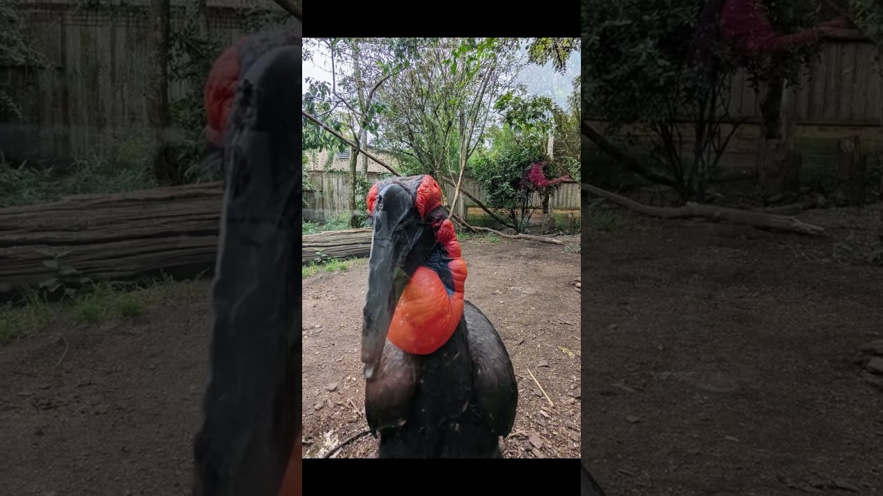 Luxembourg et Zoo D'AMN&Eacute;VILLE 