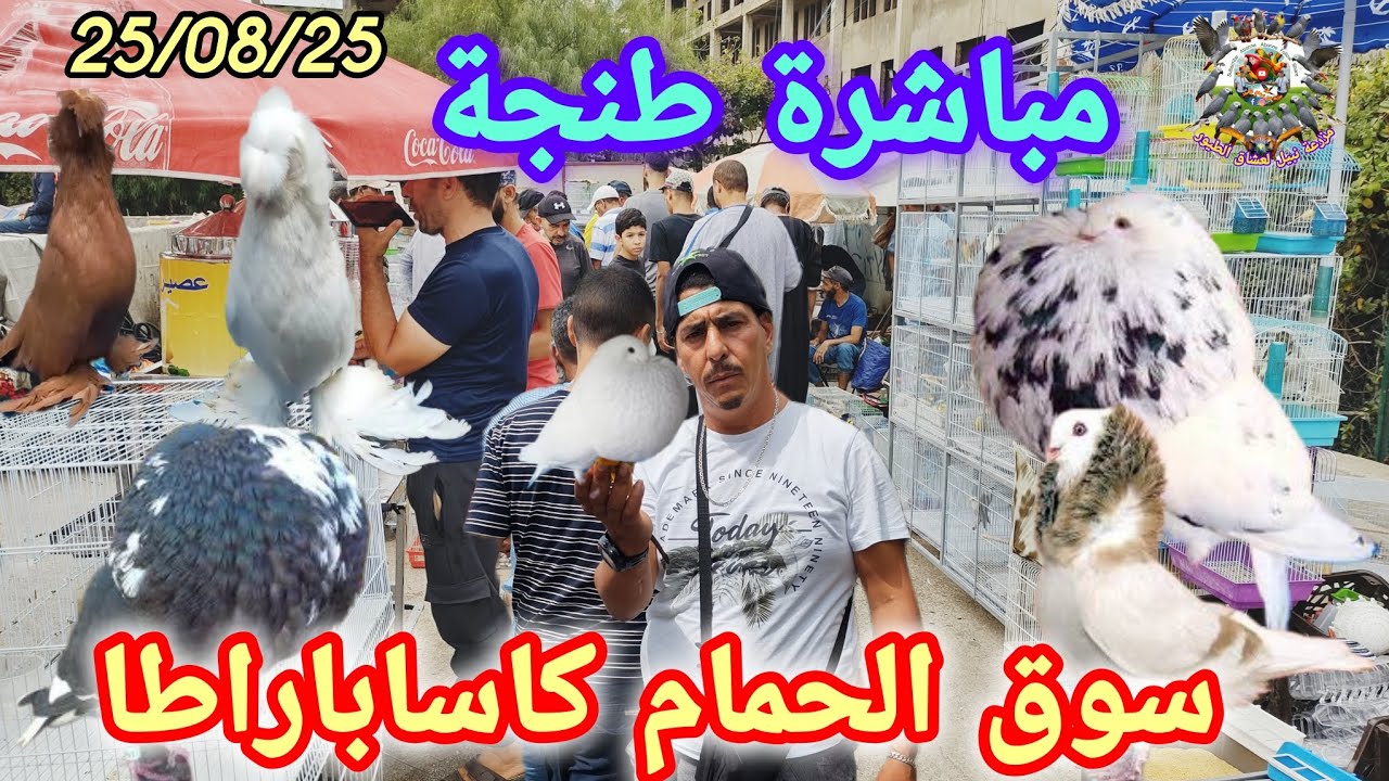 يوم جديد مع تجار 🕊️ أحسن #سوق #الحمام #طنجة كاساباراطا كطيطان و خرسان أسعار رائعه 👈🏃🕊️
