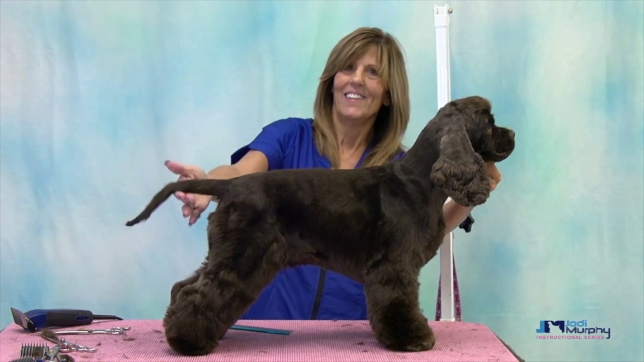 Learn How to Groom an American Cocker Spaniel in a Pet Trim with Undocked Tail