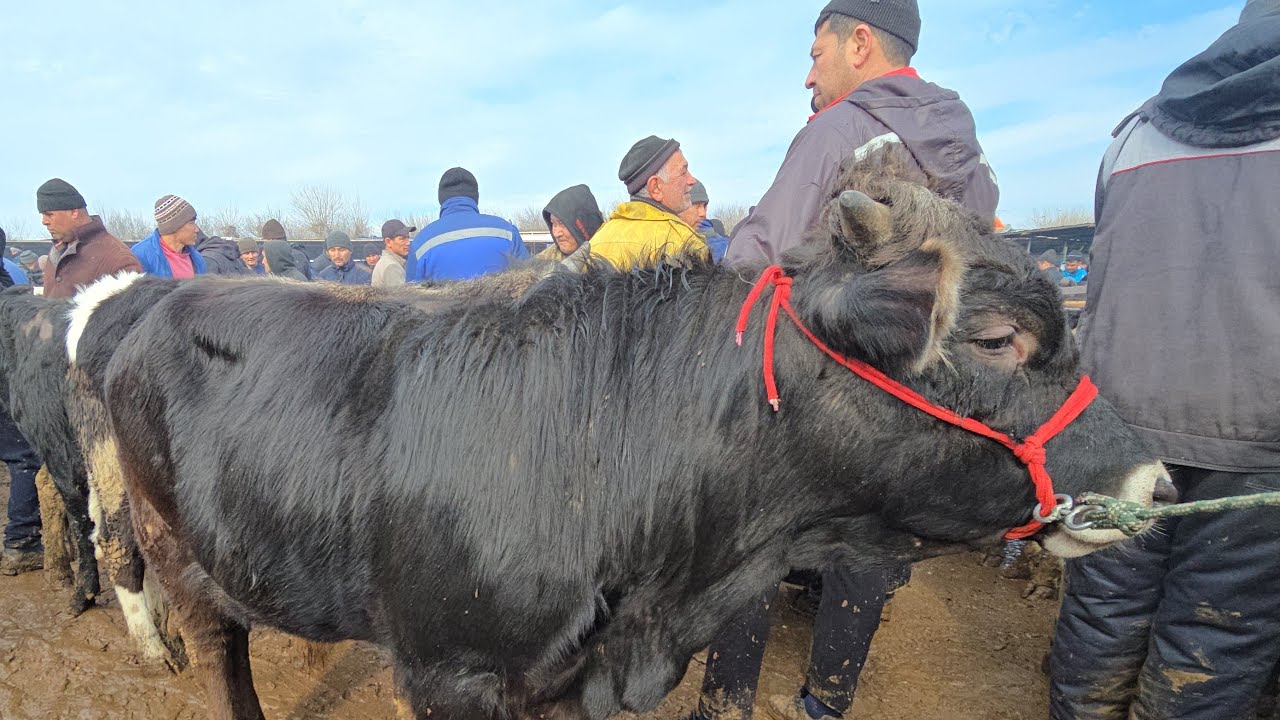 МОЛБОЗОРИ ХУЧАНД ХУДЖАНД   эфире! mol bozor ##rek #rekamindat #cow #molbozor #2026 #молбозорихучанд
