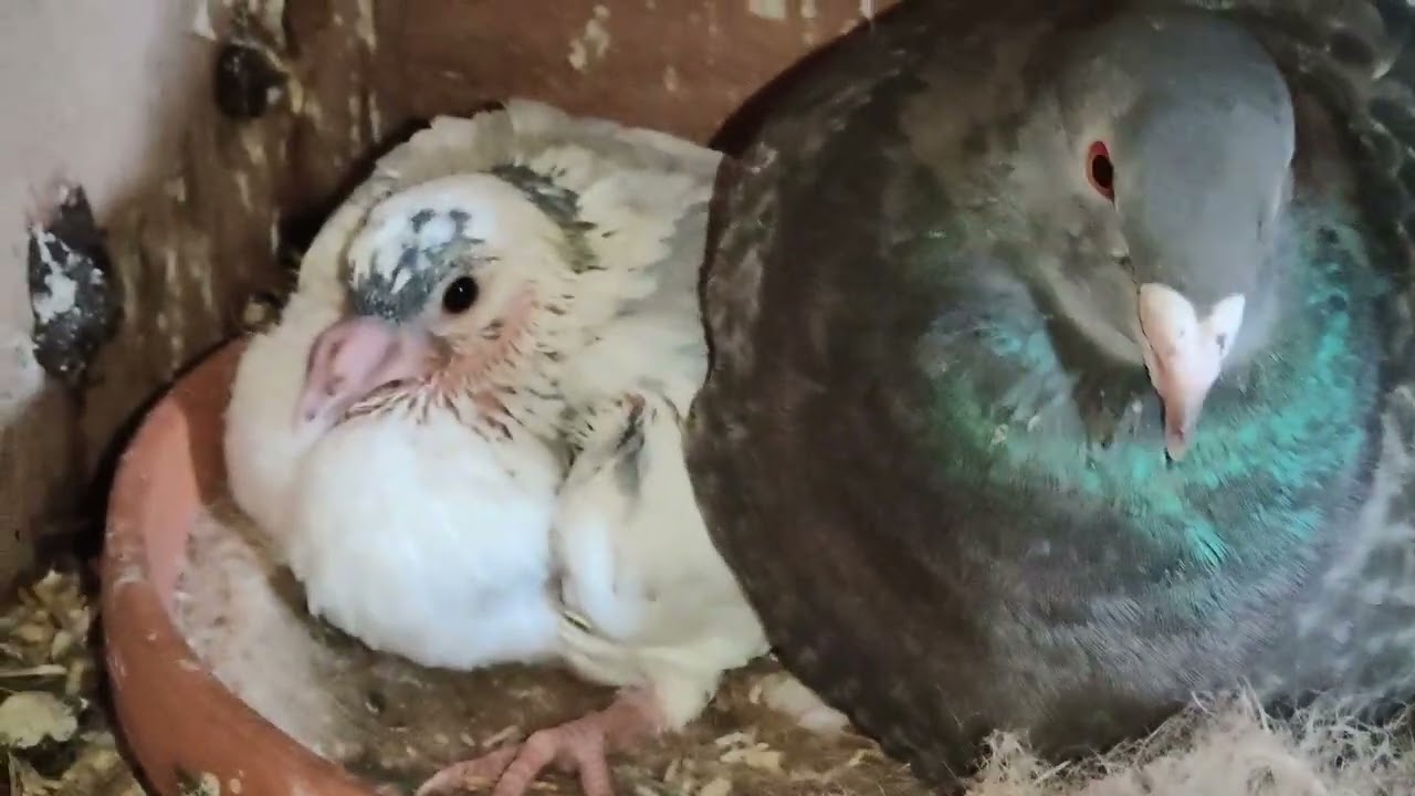 De jonge duifjes groeien erg snel!