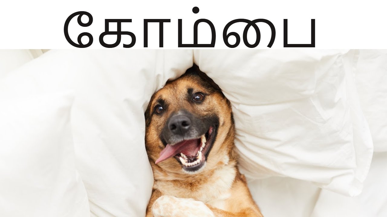 கோம்பை  | Kombai Dog Breed | நாட்டு நாய்களின் சிறப்புகள் | Storyboard