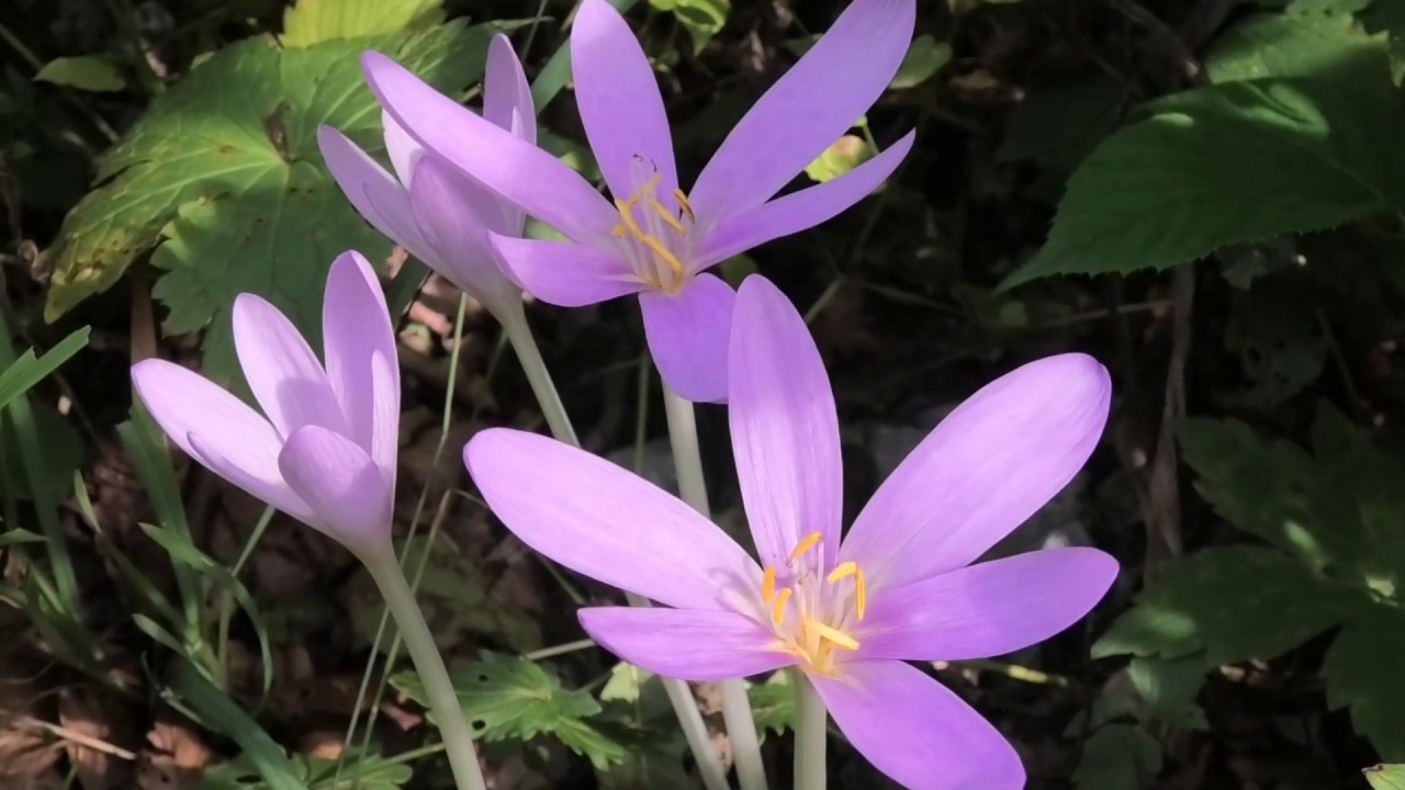 Fiori di Montagna (attiva i sottotitoli per i nomi dei fiori)