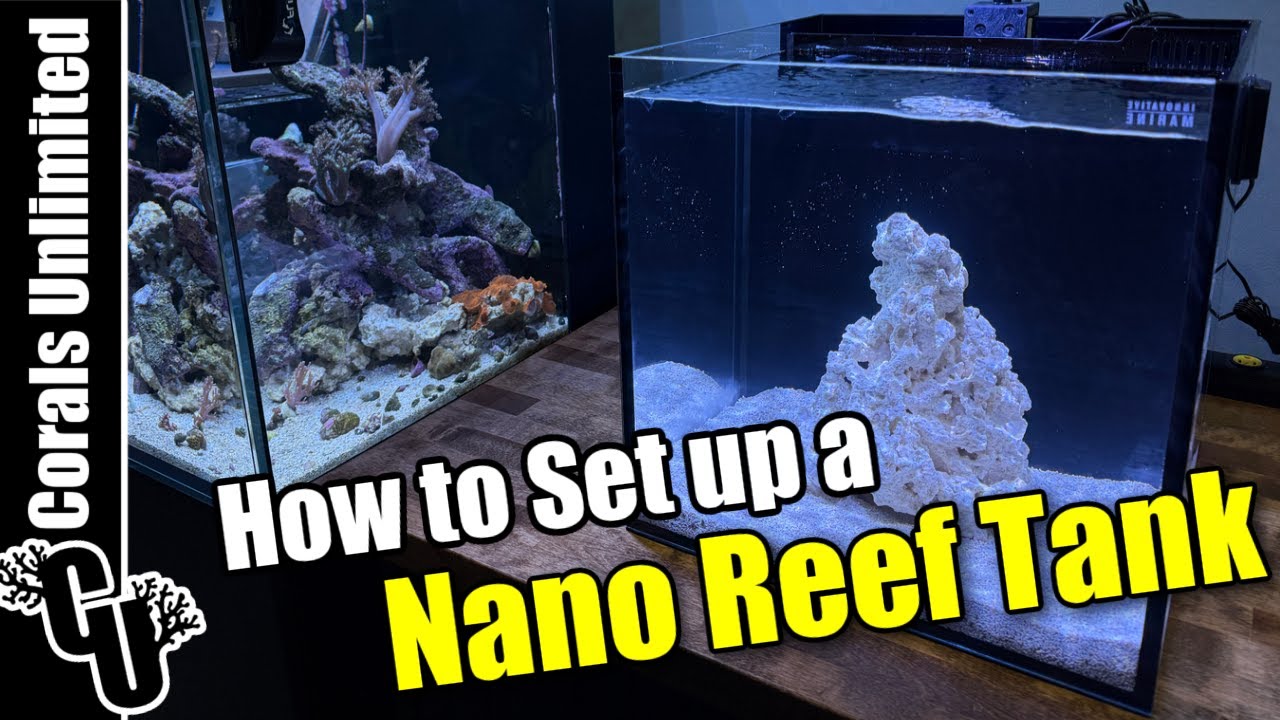 How to Setup a Nano Reef Tank