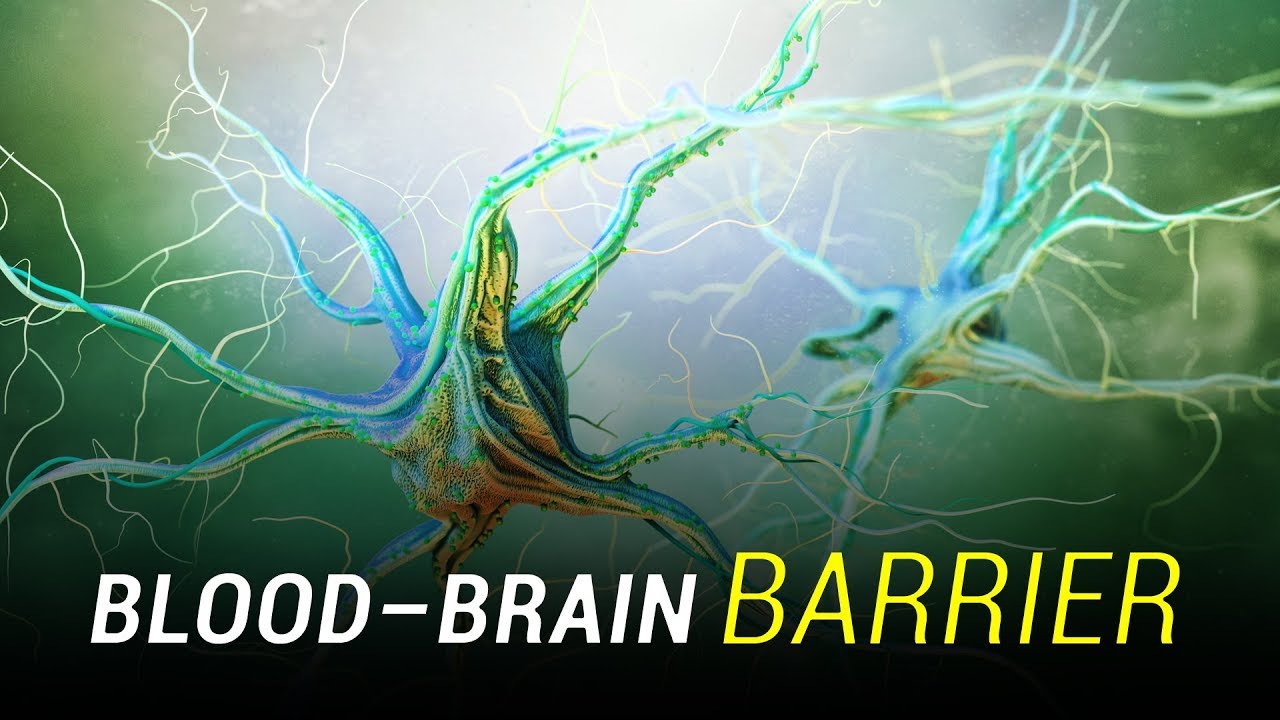 What is the Blood-Brain Barrier?
