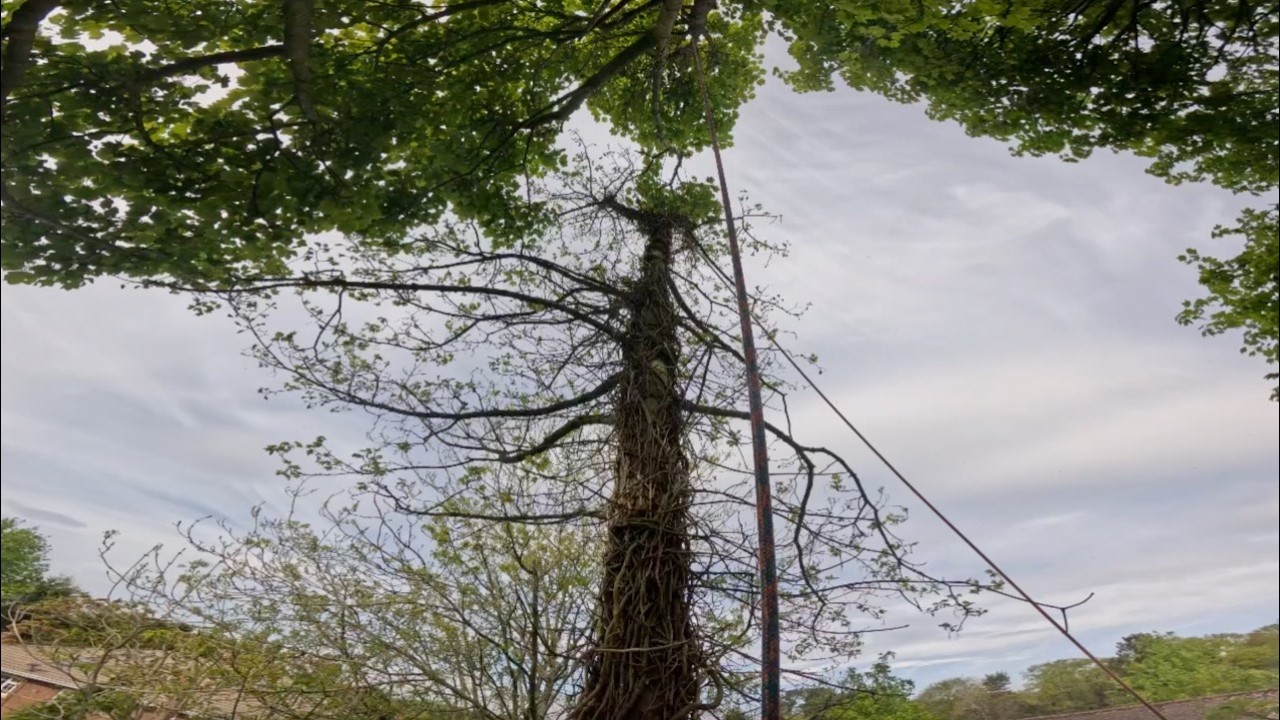 Removing Bad specimen Sycamores for Light