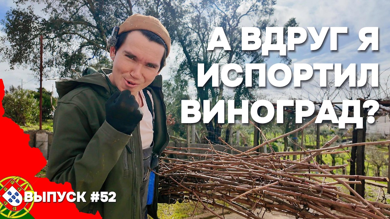 Первая обрезка винограда в Португалии. Спасаю тонны цитрусовых | Дом в Португалии. Выпуск 52