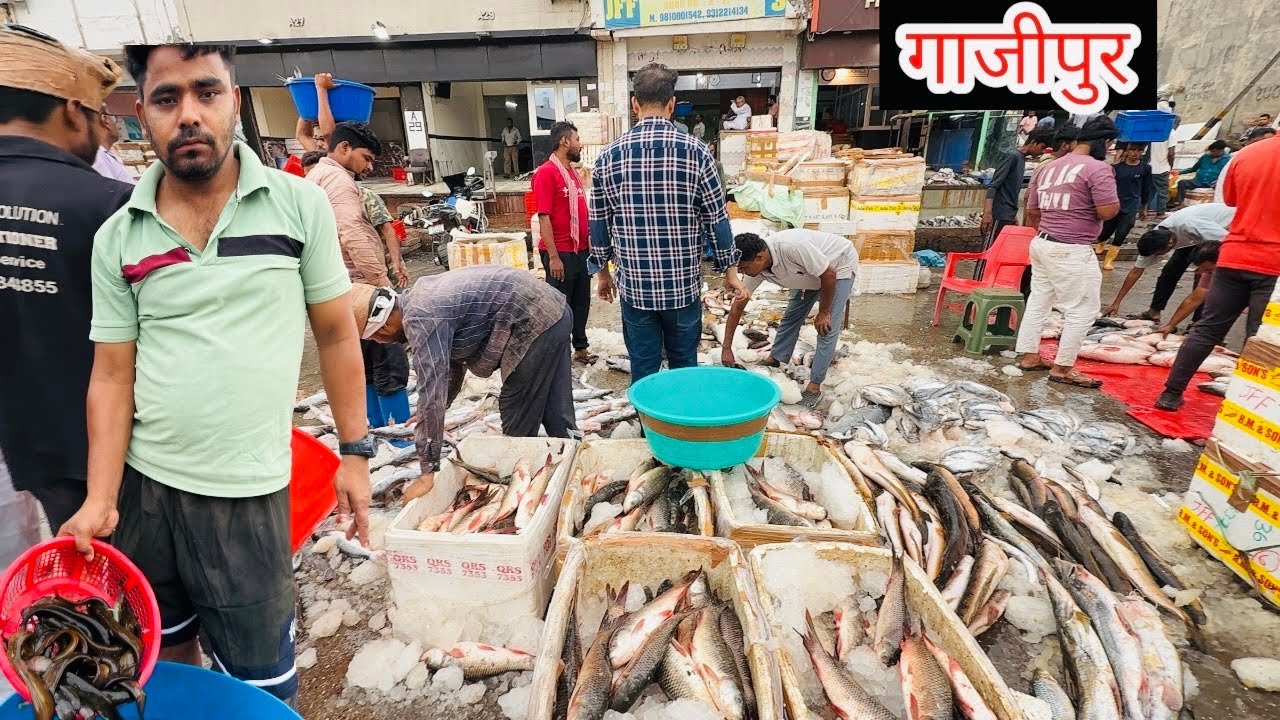 Ghazipur fish market rate today| गाजीपुर मछली बाजार नई दिल्ली दिल्ली| दिल्ली में मछली बाजार कहां है॥