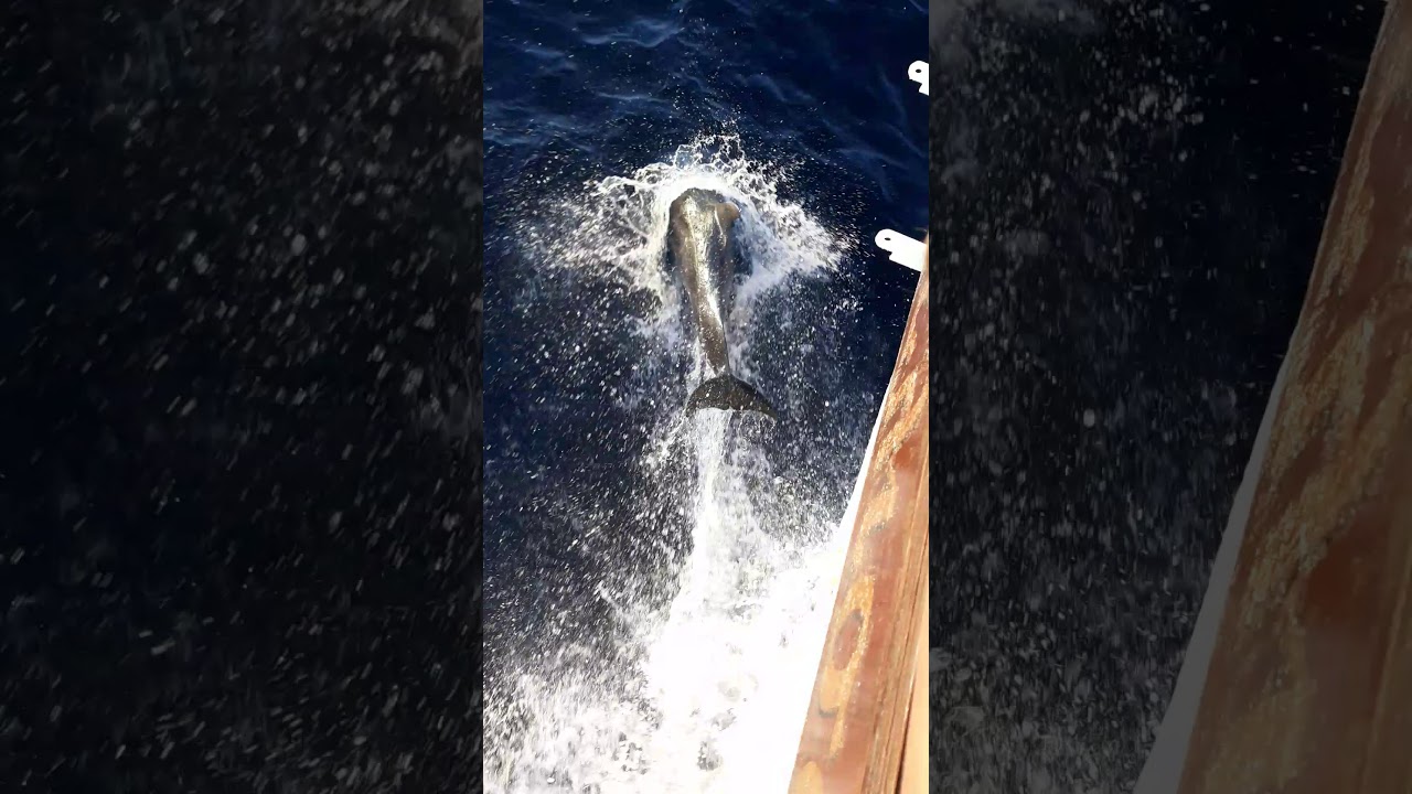 delfiny Skiathos rejs Grecja 2019