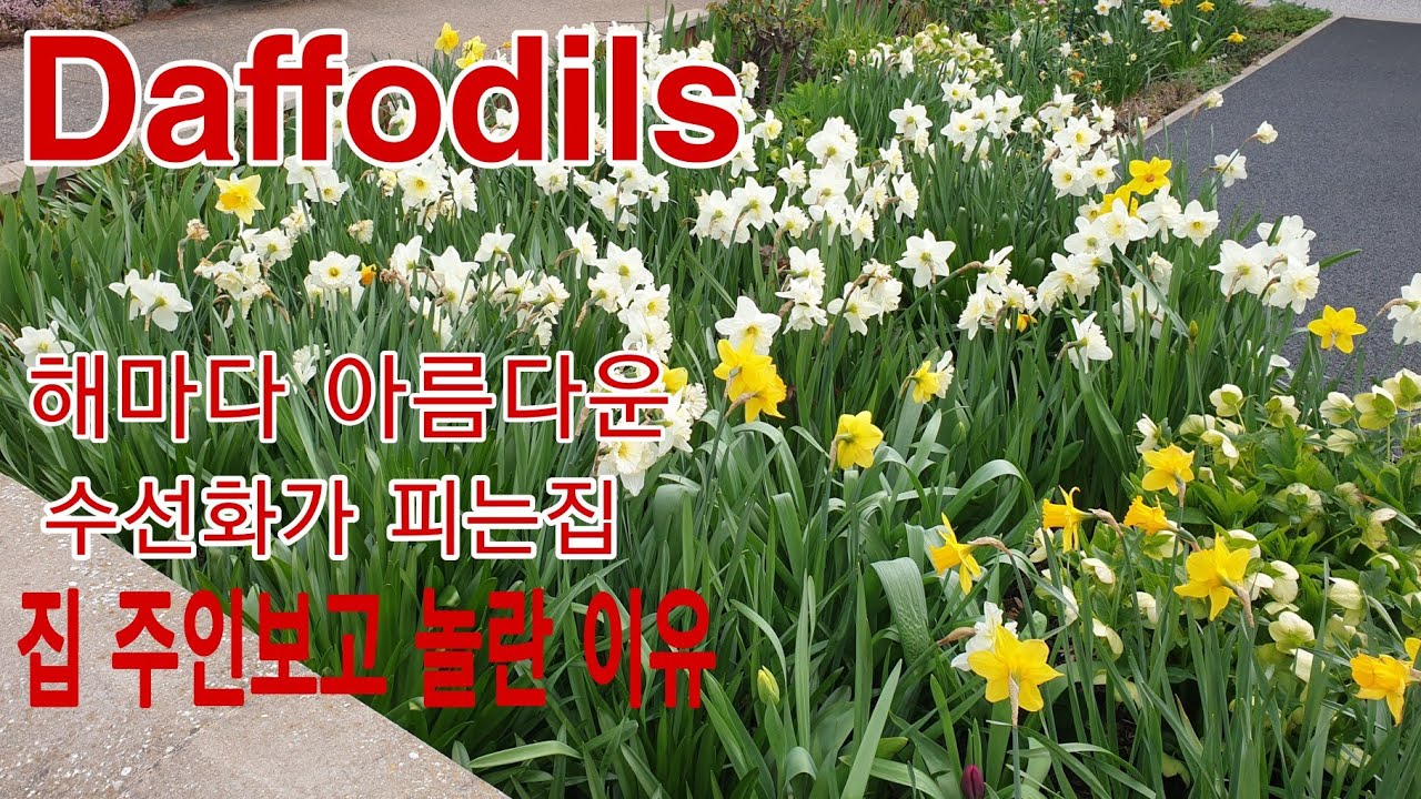 이 아름다운 수선화 집에는 누가살까?너무해요 주인보고 놀란이유 오리지날 영국 할머니들의 정원구경하기 수선화예쁜정원