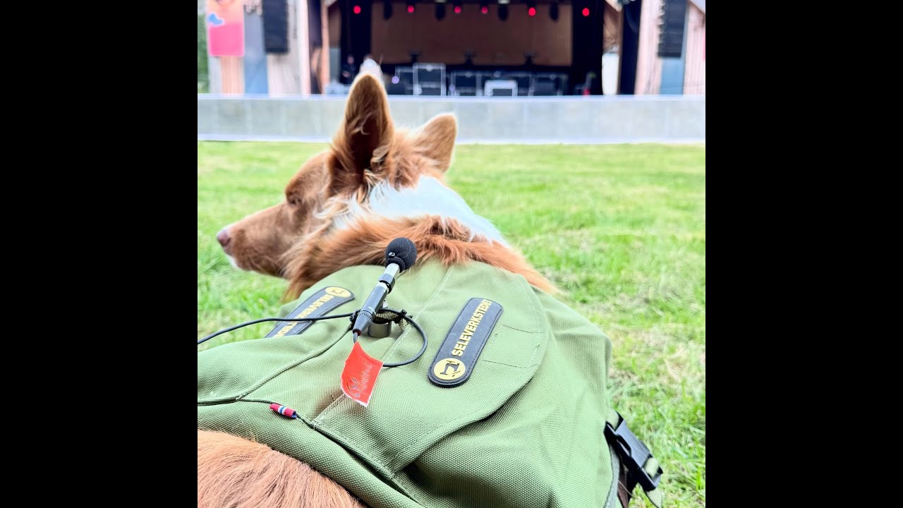 SmaartDog© Border Collie Einstein - the Acoustic Assistant! A truly SMAART dog!