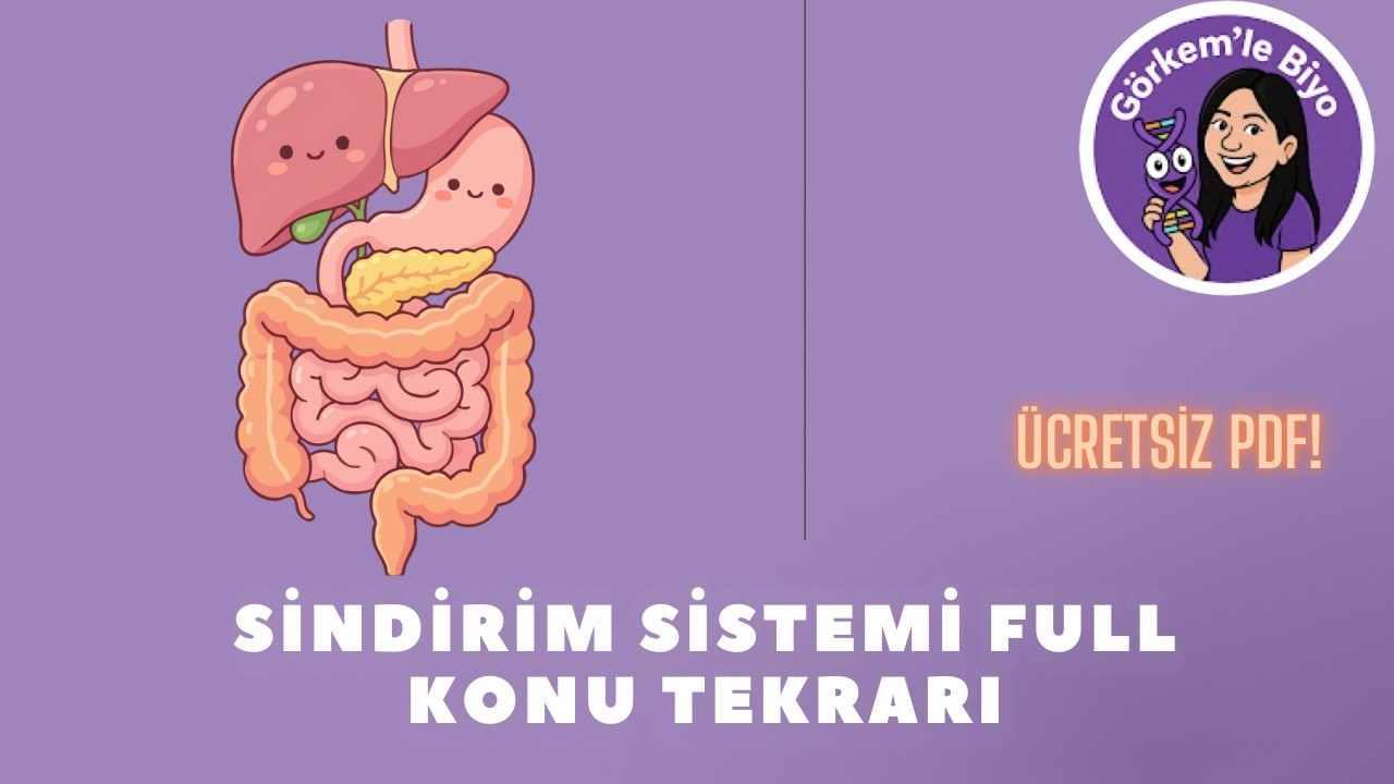 AYT Sindirim Sistemi FULL Tekrar 🚀 YKS’de Çıkabilecek Soru + 3 Çıkmış Soru Çözümü