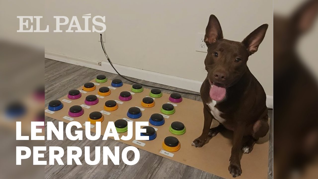 ‘STELLA’, el perro que se COMUNICA con sus dueños a través de BOTONES