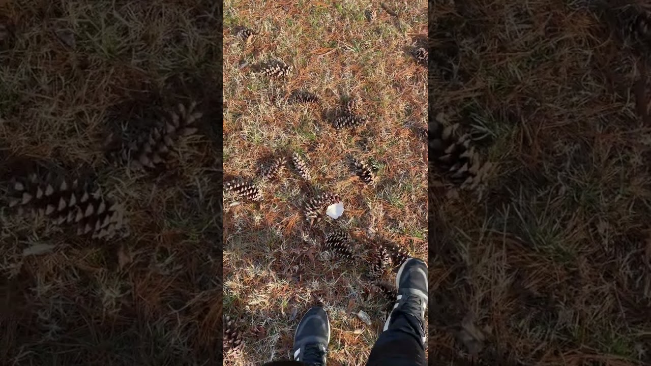 Stepping on pinecones ASMR