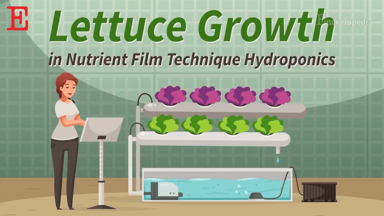 【Agronomy】This Secret Combo Makes Lettuce Grow Faster Than Ever