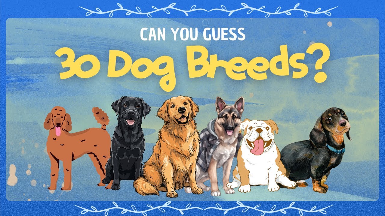 Only True Dog Lovers Can Guess All 30 Breeds 🐶🔥