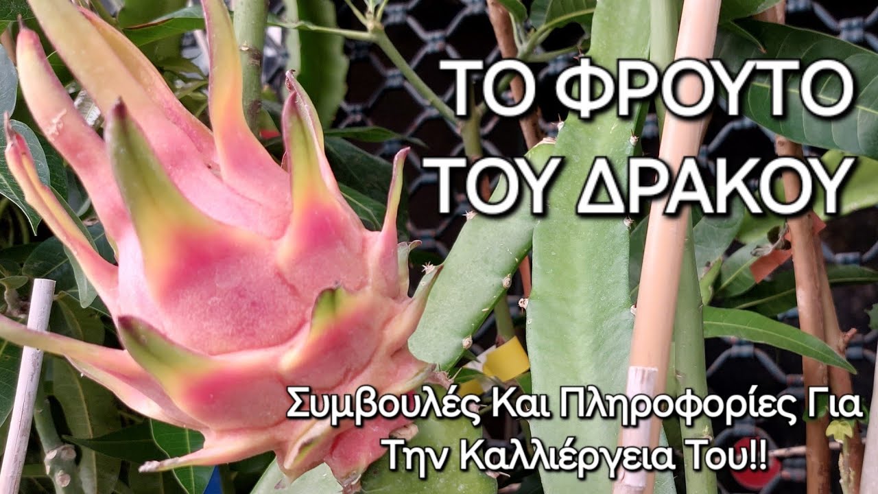 Το Φρούτο Του Δράκου: Συμβουλές Και Πληροφορίες Για Την Καλλιέργεια Του.