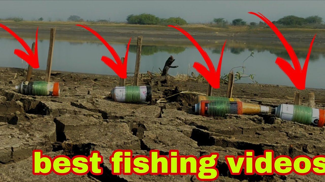 Gucha Gal Fish Catching ✅ Best Fishing bait 