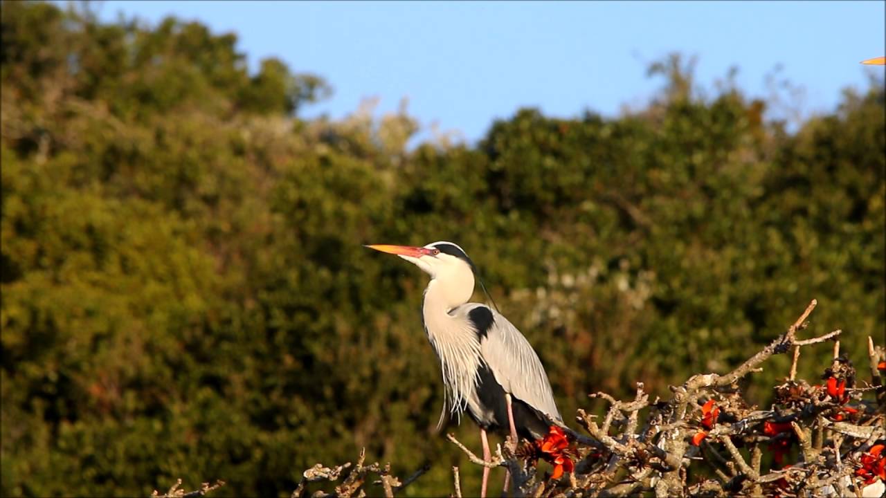 Grey Heron courtship display