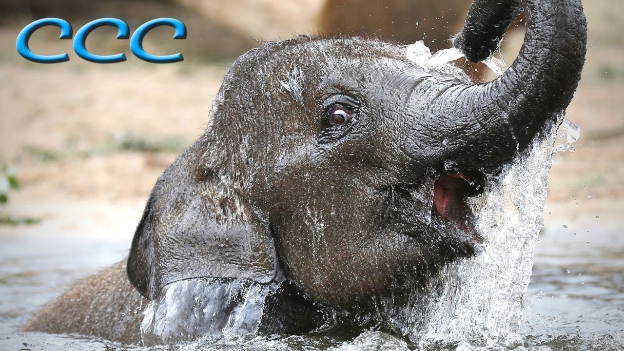 Can Baby Elephants Walk from Birth? (Part Three) This Is Too Cute to Believe!