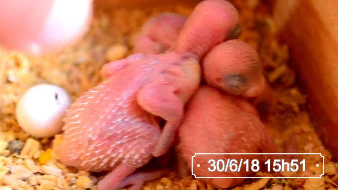 FILHOTE DE PERIQUITO AUSTRALIANO 🐦🐦