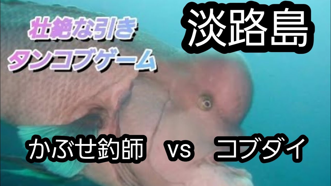 かぶせ釣り　淡路島浅野漁港　　コブダイ（親方）と壮絶な♫　タンコブゲーム　【コブダイ90への道Ver1】