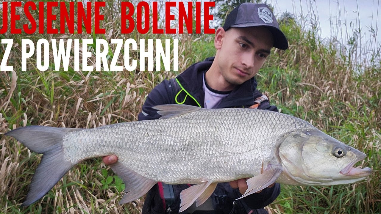 Jesienne BOLENIE z Odry | Brania z powierzchni | TOPWATER Fishing