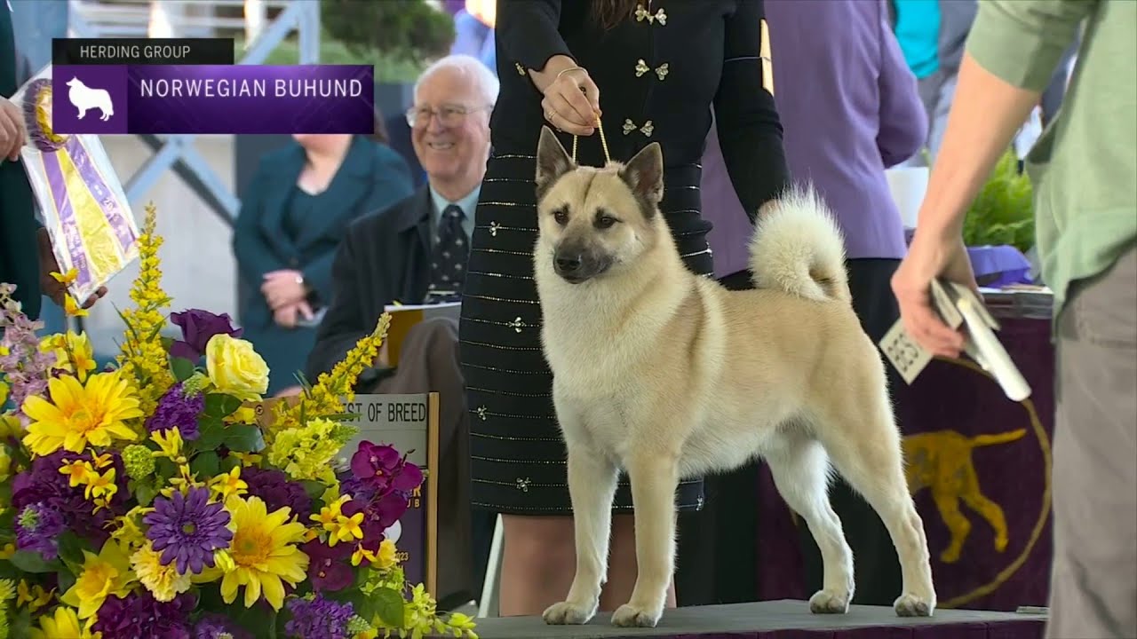 Norwegian Buhunds | Breed Judging 2023