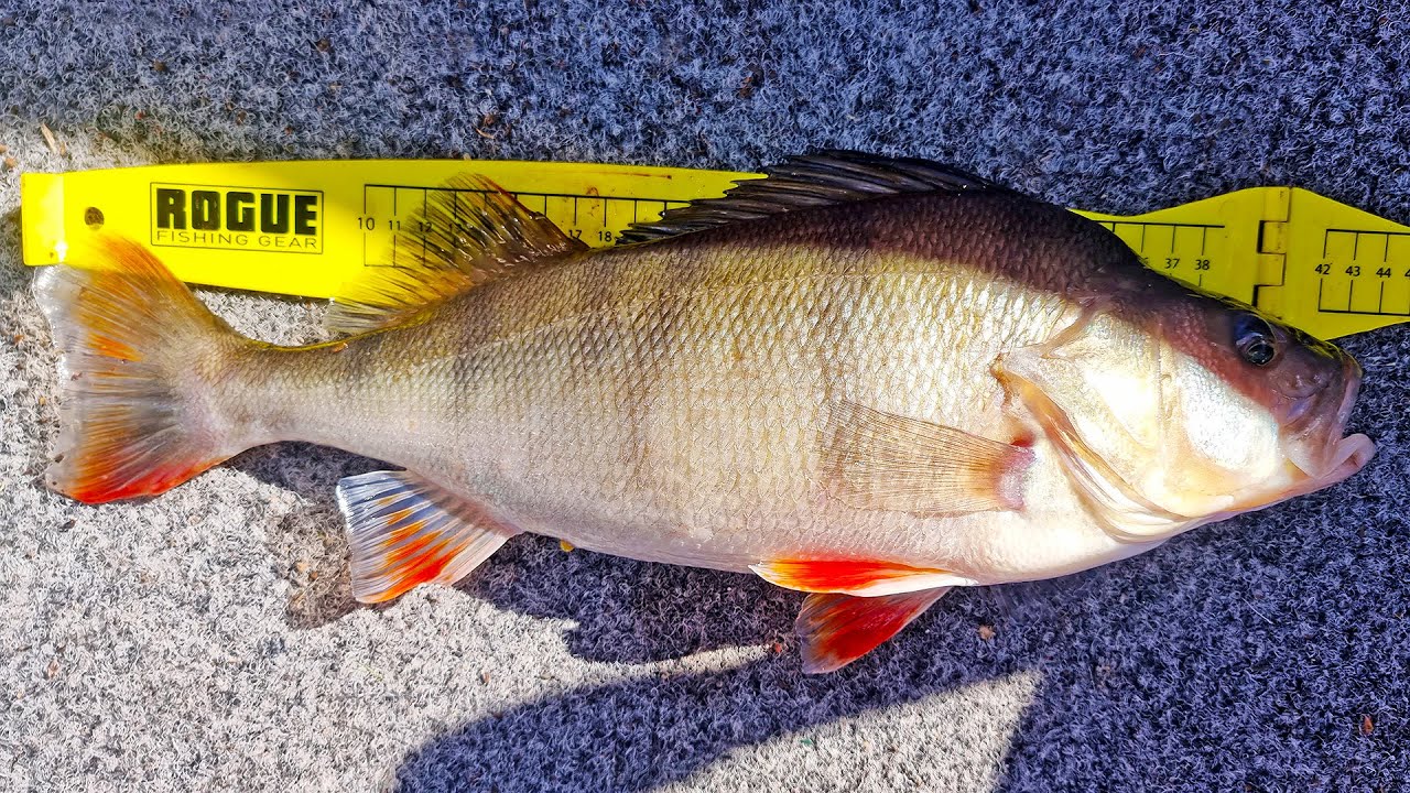 Soft plastic fishing tips while fishing for redfin | Softbait fishing tips for perch fishing