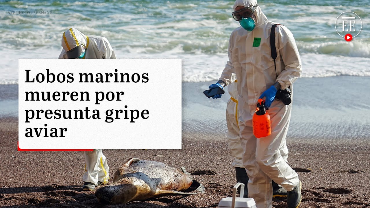 Casi 3.500 lobos marinos muertos en Per&uacute; por presunta gripe aviar | El Espectador