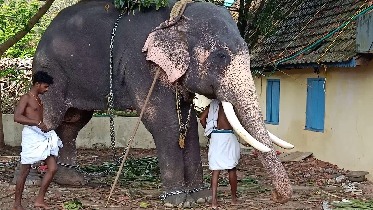 Elephants at Vaikom Temple